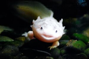 200 Funny and Cute Axolotl Names