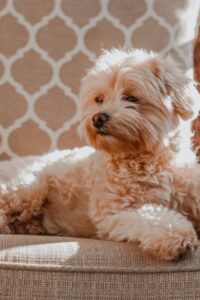 Maltipoo Names for Dogs: Cool and Unique Maltipoo Names.