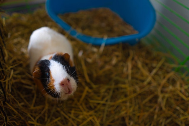 What Guinea Pigs Can and Cannot Eat: A Comprehensive Guide
