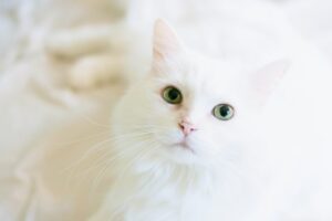 White Cats: Spiritual Meaning & Symbolism