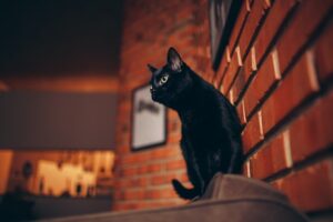 Best Black Cat Names: 150 Unique and Adorable Ideas.