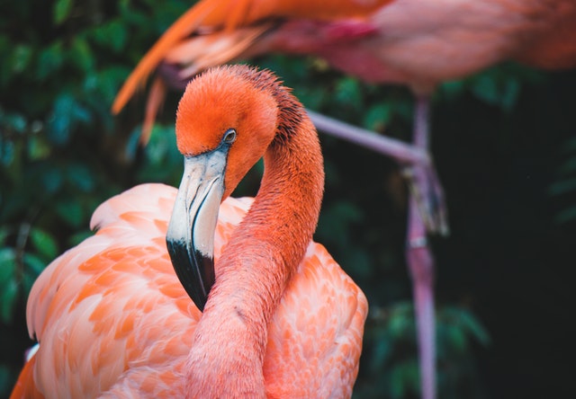Cute and Funny Flamingo Names