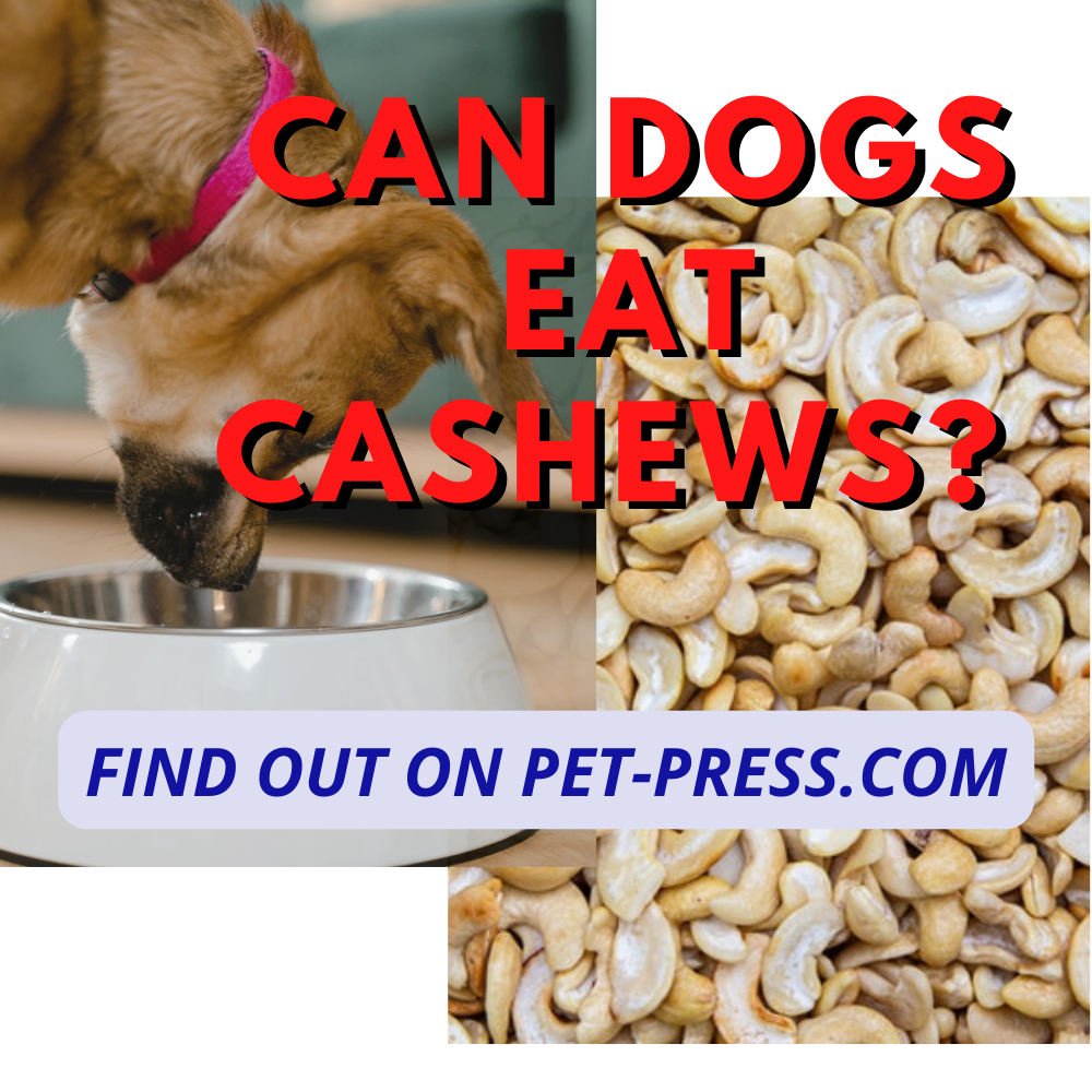 Can dogs eat cashews? The Answer May Surprise You