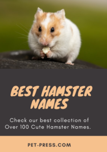 Best Hamster Names: 100+ Unique and Cute Ideas