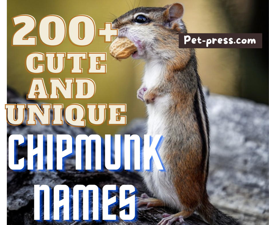 Chipmunks Names: A List of Cute and Clever Names for Your Pet Chipmunk