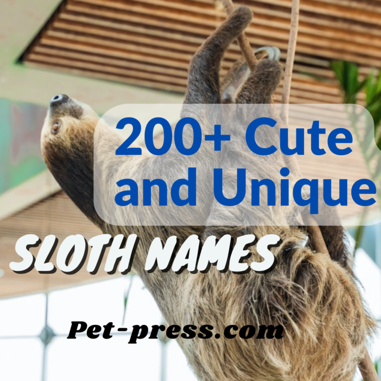 Sloth Names: 200+ Cute and Unique Names for your Sloth