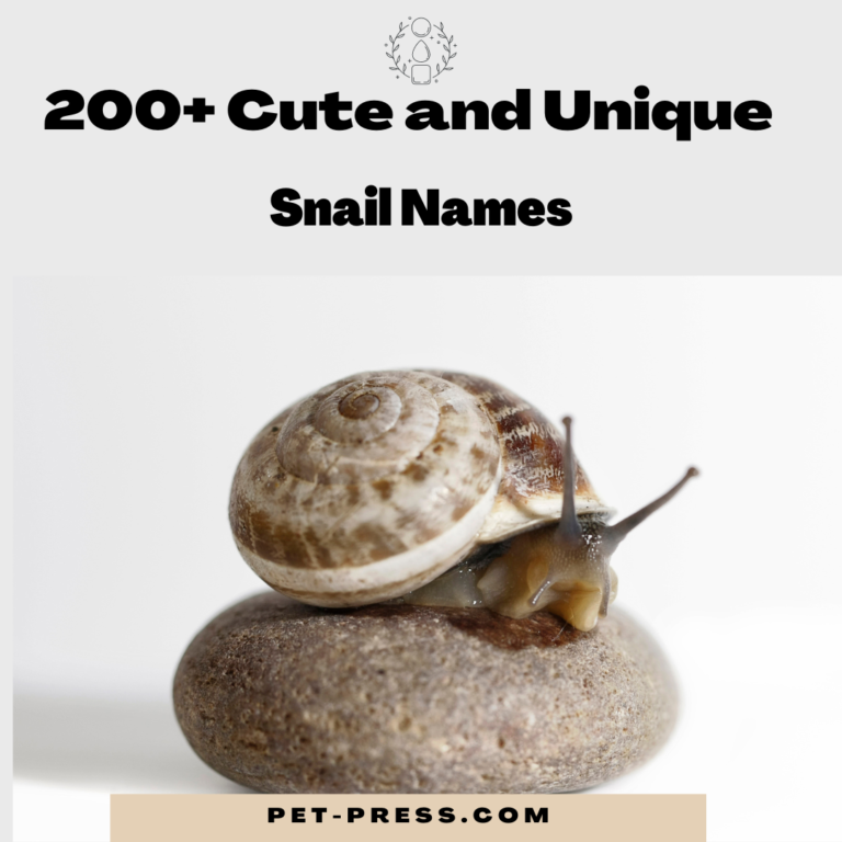 Snail Names: A List of Cute and Clever Names for Your Pet Snails.