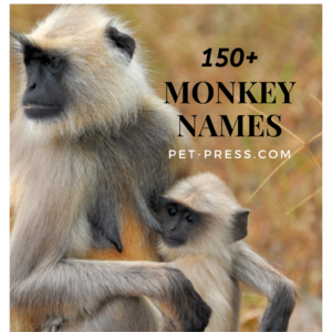 Monkey Names: 150+ Most Unique and Interesting Names for Monkeys.