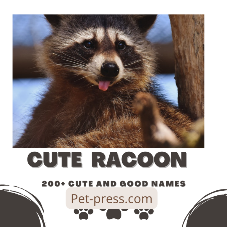Cute Raccoons Names
