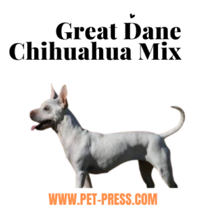 great dane chihuahua mix