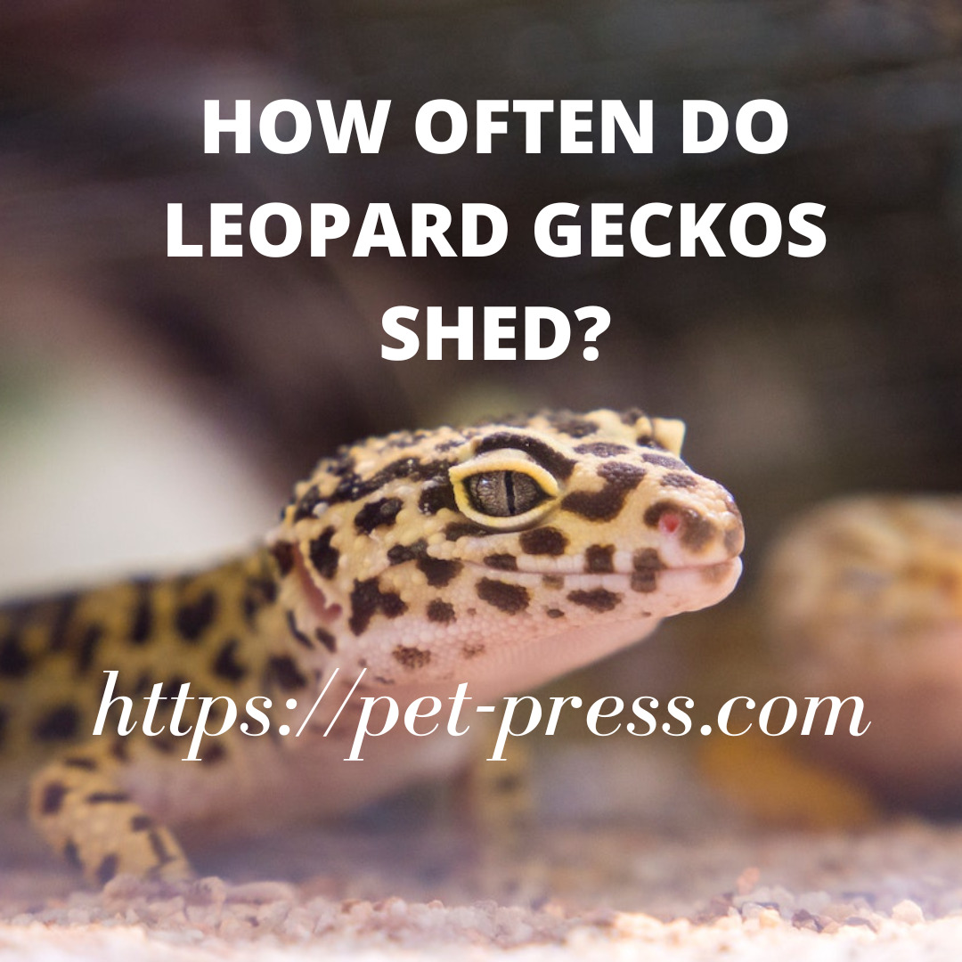 How often do leopard geckos shed