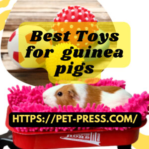 What kind of toys can a guinea pig play with? Learn everything about guinea pig toys and health tips