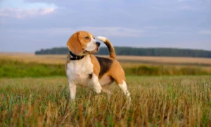 Top Skinny Dog Breeds - Beagle