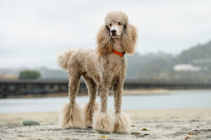 Top Skinny Dog Breeds - Poodle