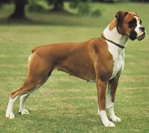 Top Skinny Dog Breeds - Boxer