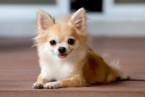 Top Skinny Dog Breeds - Chihuahua