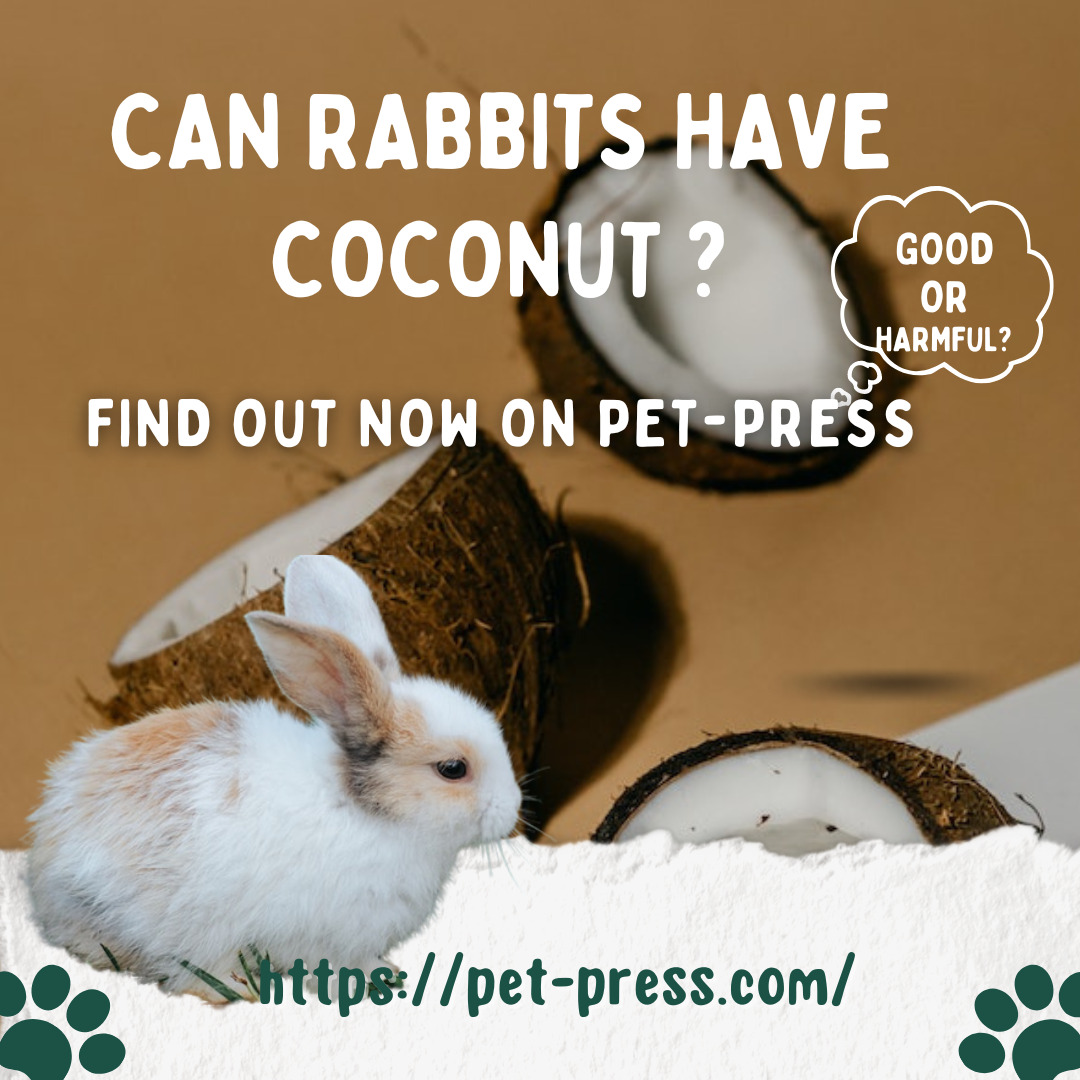 Can rabbits have coconut