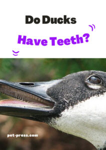 Do Ducks Have Teeth?