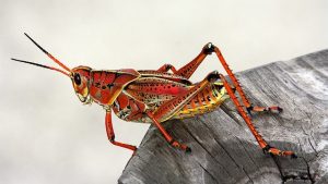 What Do Grasshoppers Eat? A Guide to Feeding Your Pet Grasshopper.